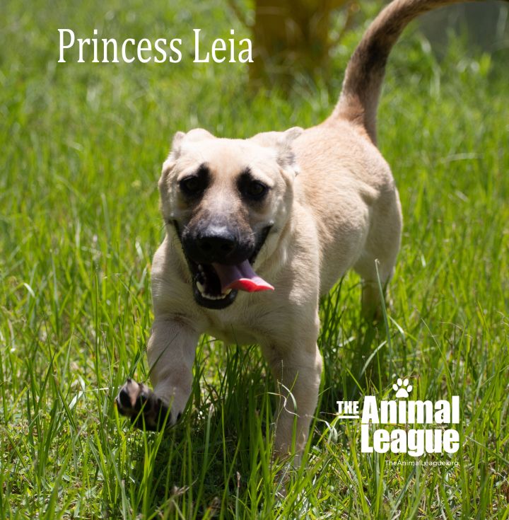 Princess Leia 2