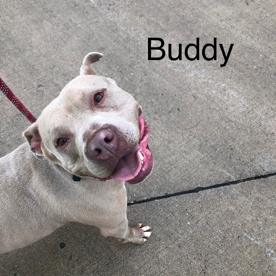 Buddy, an adoptable Pit Bull Terrier in Jerseyville, IL, 62052 | Photo Image 4