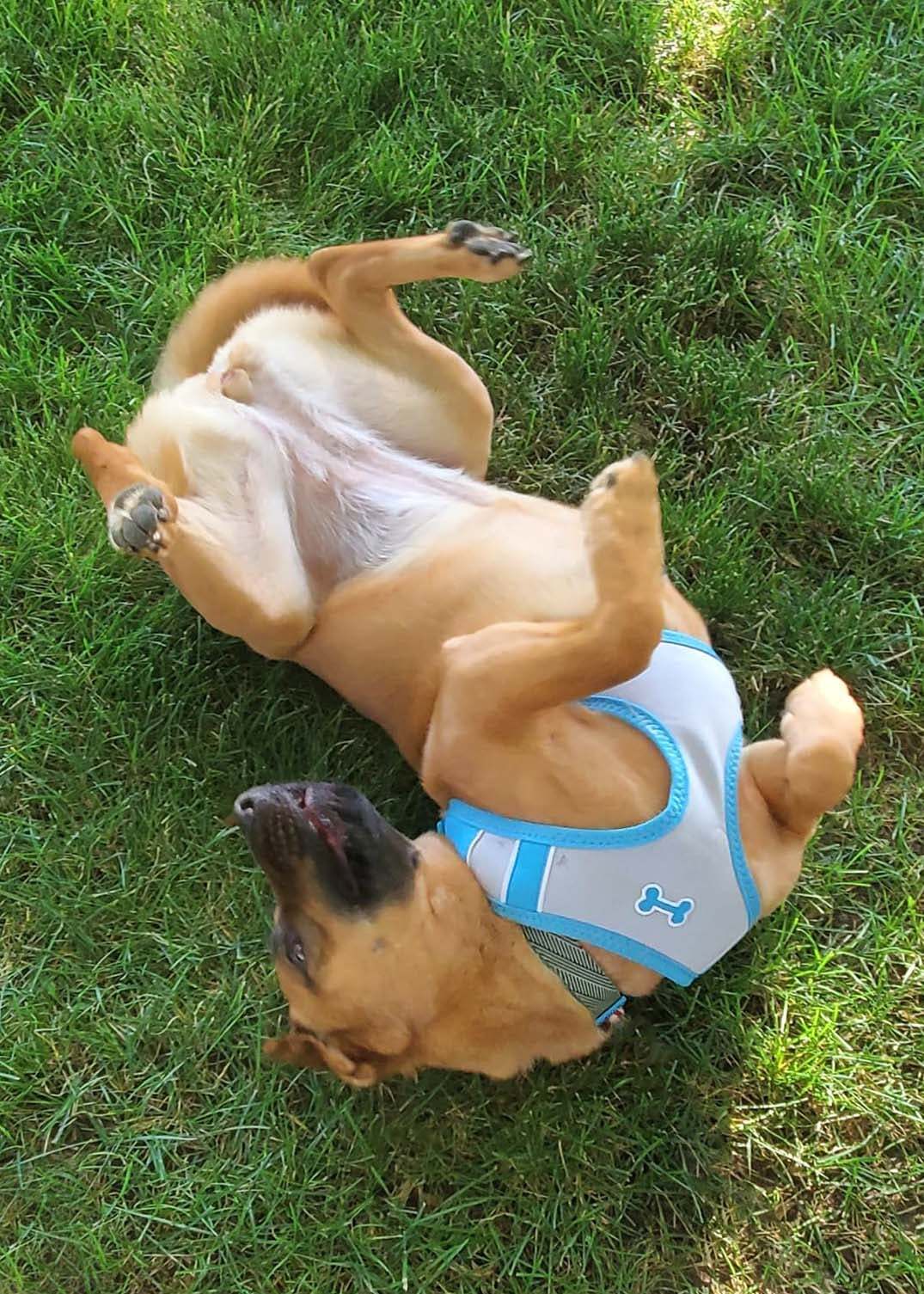 Calista (Callie), an adoptable Shar-Pei, German Shepherd Dog in West Richland, WA, 99353 | Photo Image 1