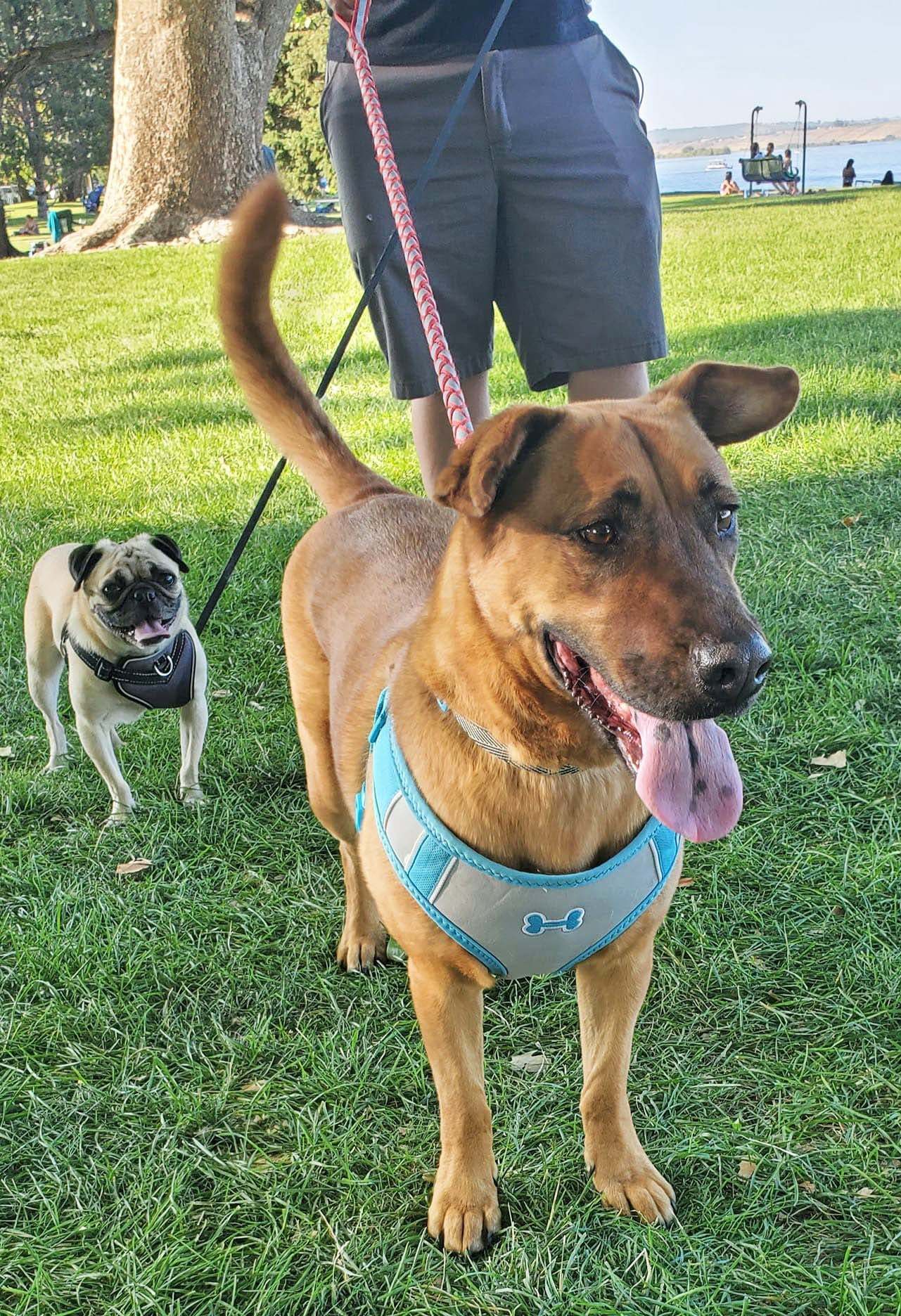 Calista (Callie), an adoptable Shar-Pei, German Shepherd Dog in West Richland, WA, 99353 | Photo Image 2