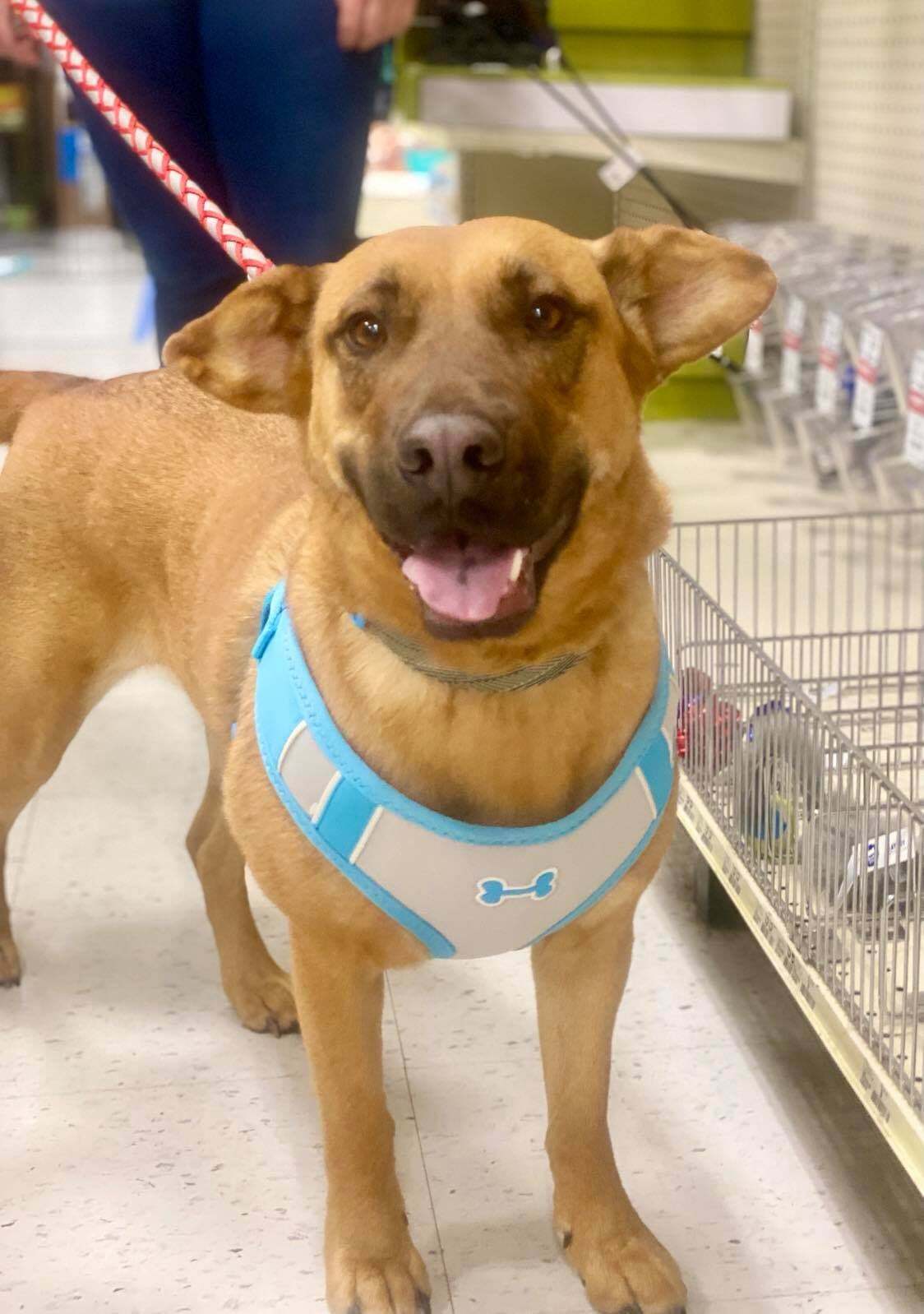 Calista (Callie), an adoptable Shar-Pei, German Shepherd Dog in West Richland, WA, 99353 | Photo Image 3