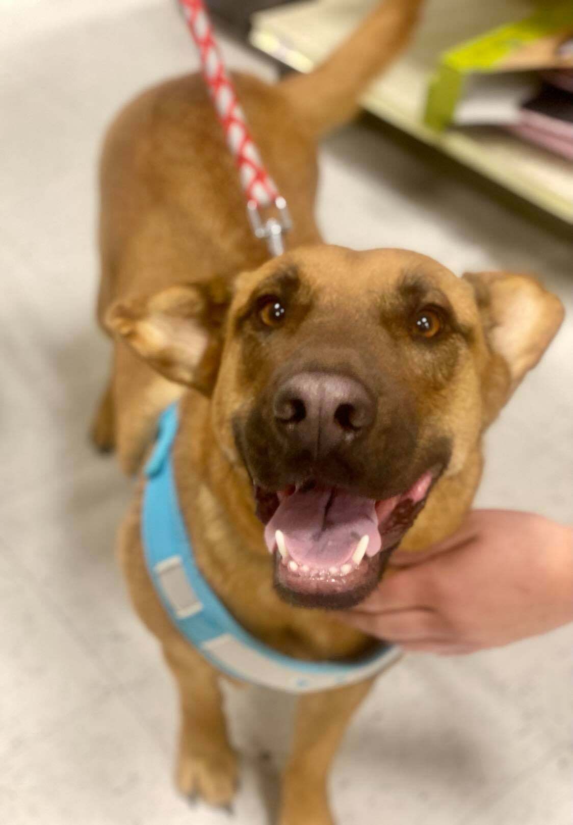 Calista (Callie), an adoptable Shar-Pei, German Shepherd Dog in West Richland, WA, 99353 | Photo Image 4