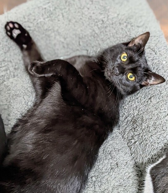 Handsome, an adoptable American Shorthair in Greensboro, NC, 27455 | Photo Image 2