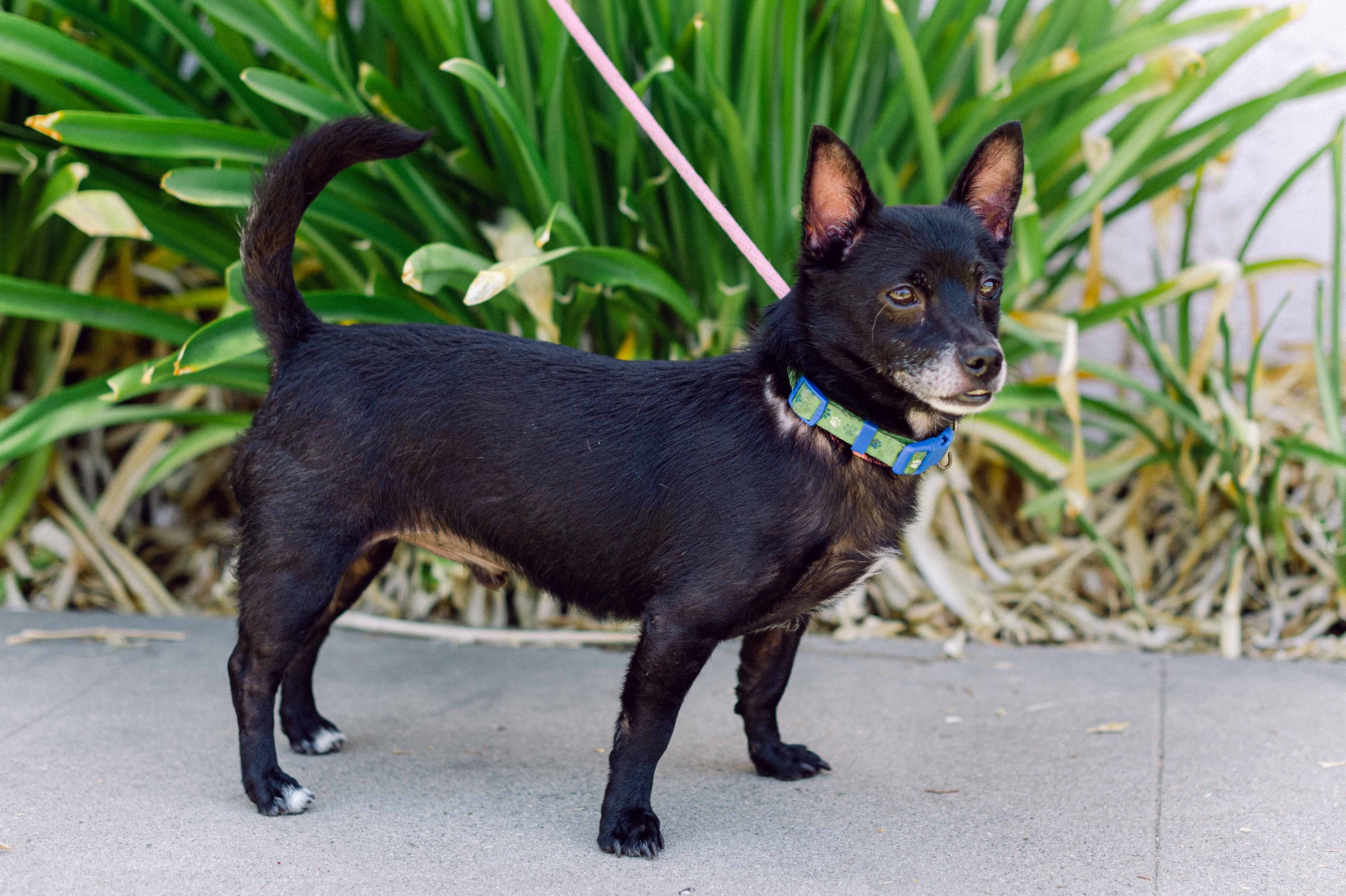 Popeye, an adoptable Chihuahua, Dachshund in Woodland Hills, CA, 91364 | Photo Image 1