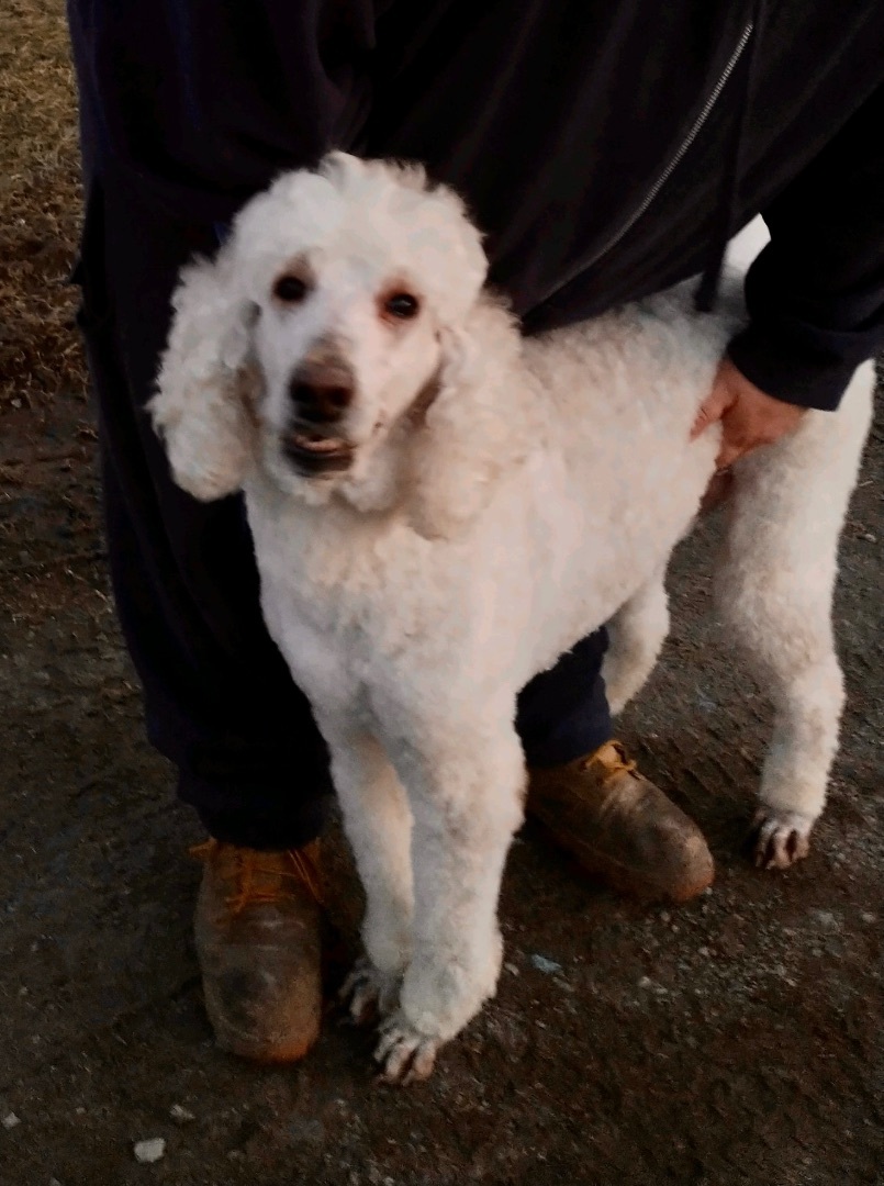 Savory Grills, an adoptable Standard Poodle in Dayton, OH, 45431 | Photo Image 2