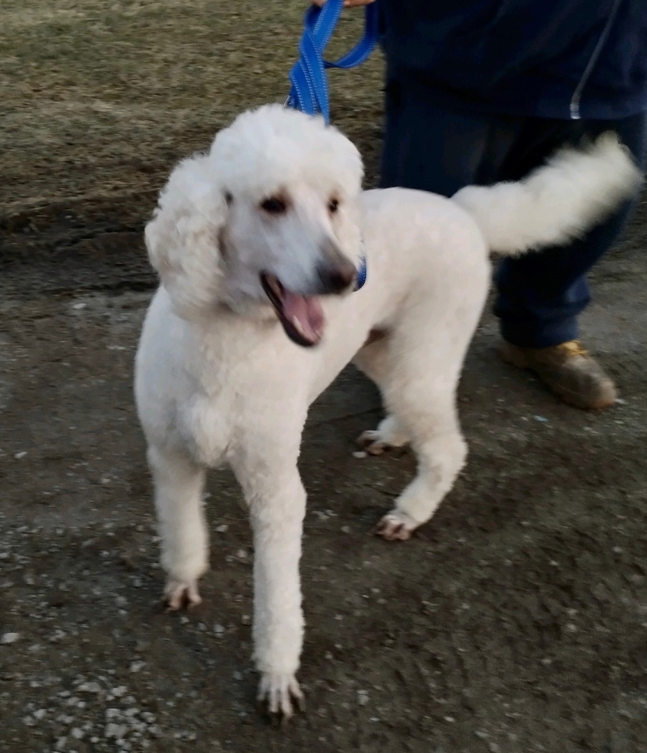 Savory Grills, an adoptable Standard Poodle in Dayton, OH, 45431 | Photo Image 1