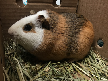 Abyssinian guinea best sale pig for sale