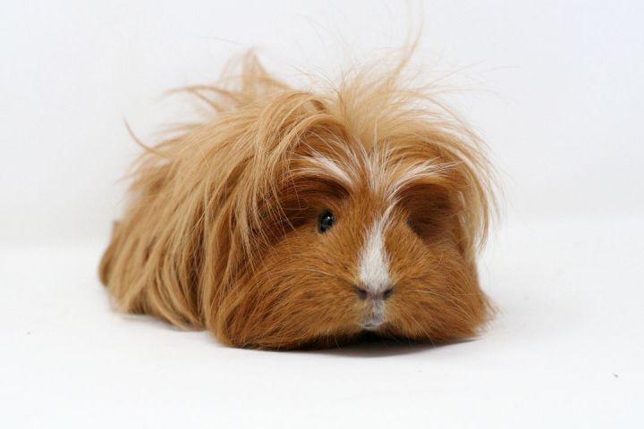 Teddy guinea pig for sale sale