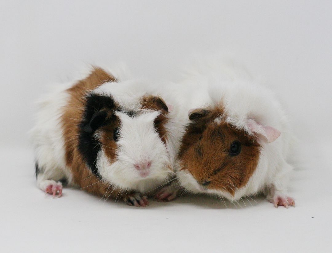 Guinea pigs for sale pets best sale at home