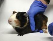 GUINEA PIGS ALL AGES SHAPES SIZE COLORS GENDERS!!