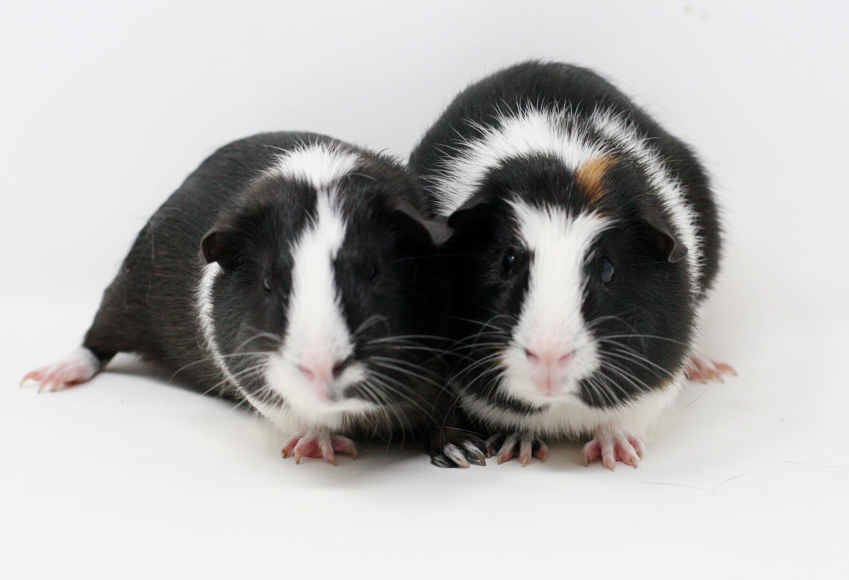 Petfinder store guinea pigs