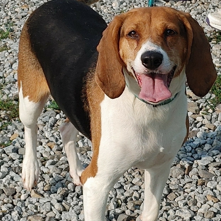 Maggie, an adoptable Treeing Walker Coonhound in St. Clairsville, OH, 43950 | Photo Image 1
