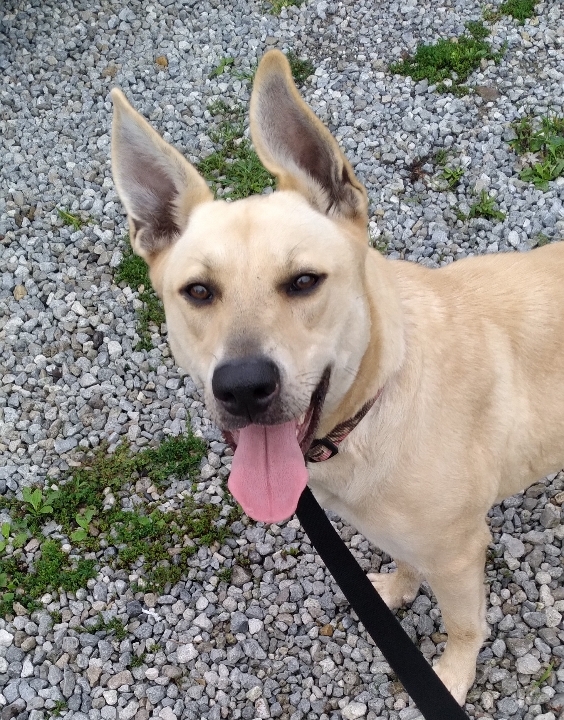 Abby, an adoptable Labrador Retriever, German Shepherd Dog in St. Clairsville, OH, 43950 | Photo Image 1