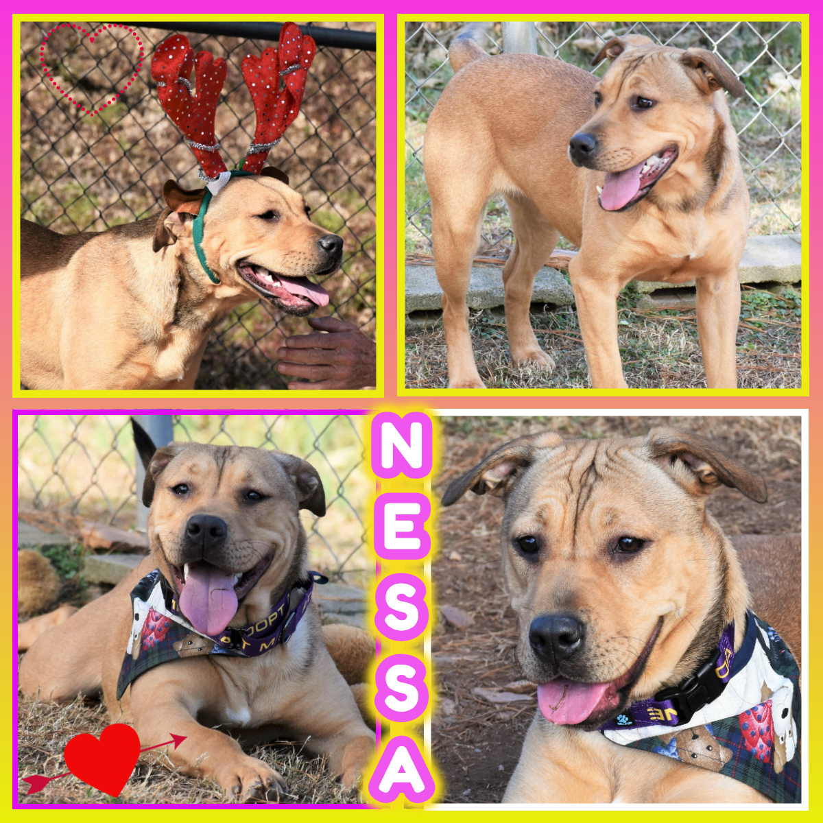 Nessa, an adoptable Pit Bull Terrier, Hound in Wedowee, AL, 36278 | Photo Image 1