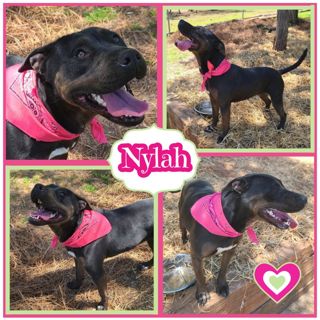 Nylah, an adoptable Pit Bull Terrier, Hound in Wedowee, AL, 36278 | Photo Image 1