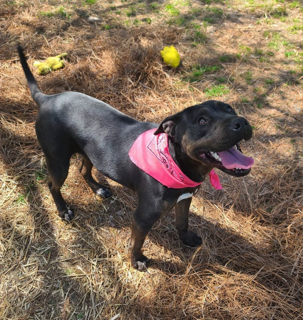 Nylah, an adoptable Pit Bull Terrier, Hound in Wedowee, AL, 36278 | Photo Image 3