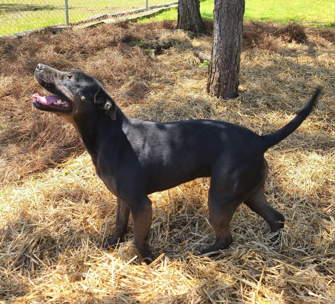 Nylah, an adoptable Pit Bull Terrier, Hound in Wedowee, AL, 36278 | Photo Image 6