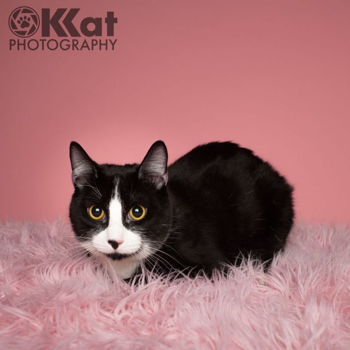 M.J., an adopted Domestic Short Hair in Oklahoma City, OK_image-1