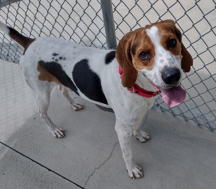 Shiloh, an adoptable Treeing Walker Coonhound in Blountville, TN_image-5