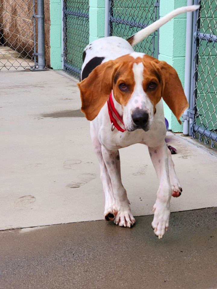 Shiloh, an adoptable Treeing Walker Coonhound in Blountville, TN_image-6