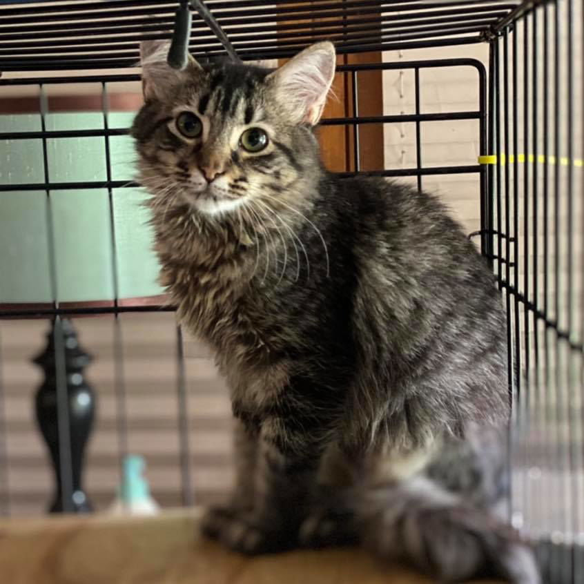 PANDA EXPRESS, an adoptable Tabby, Domestic Medium Hair in Capshaw, AL, 35742 | Photo Image 1