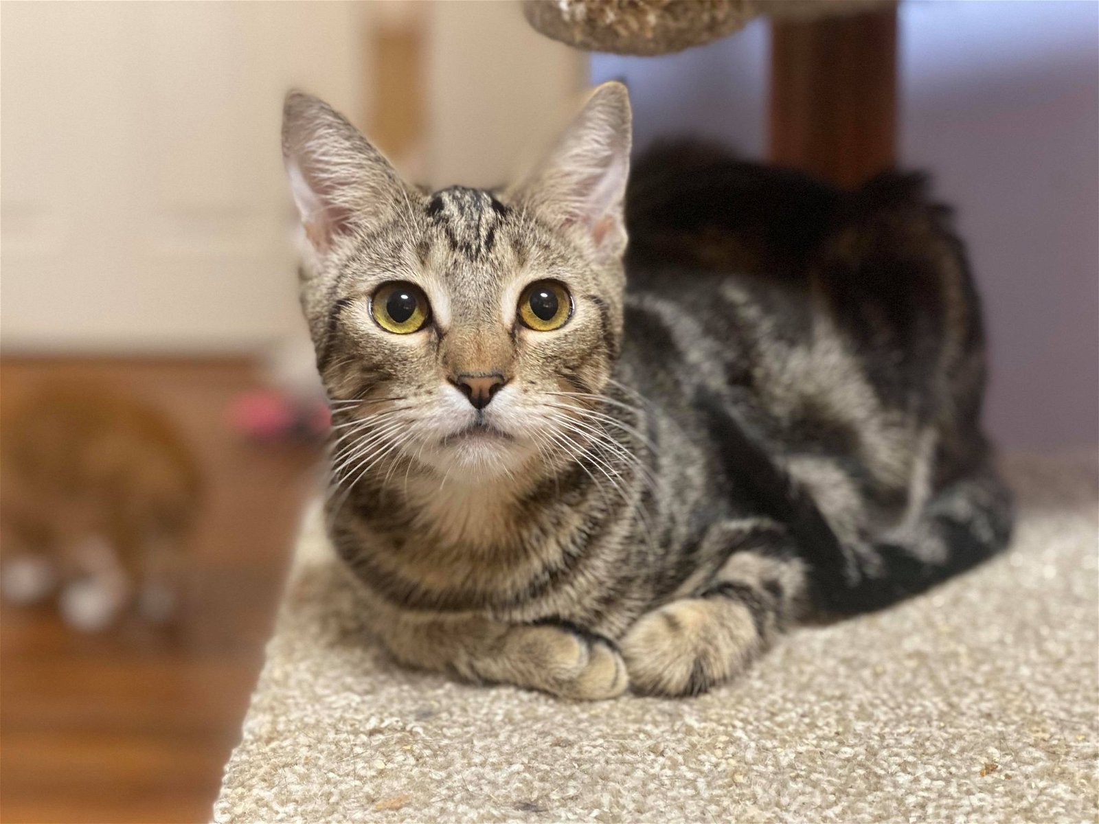 QUIZNO, an adoptable Tabby in Capshaw, AL, 35742 | Photo Image 1