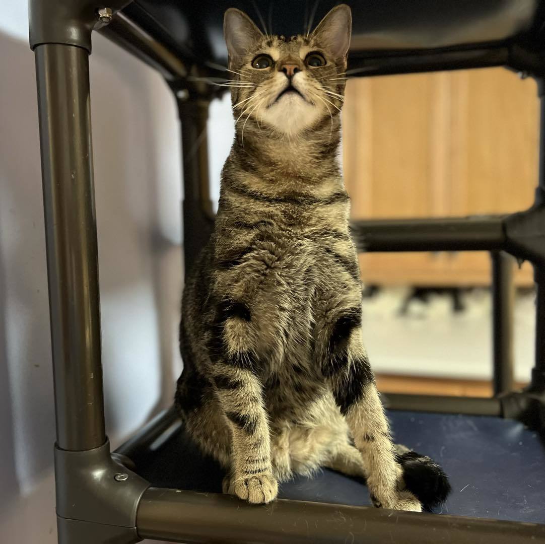 QUIZNO, an adoptable Tabby in Capshaw, AL, 35742 | Photo Image 2