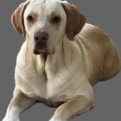 Mocha, an adoptable Yellow Labrador Retriever, Coonhound in Dallas, TX, 75201 | Photo Image 1