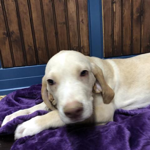 Mocha, an adoptable Yellow Labrador Retriever, Coonhound in Dallas, TX, 75201 | Photo Image 2