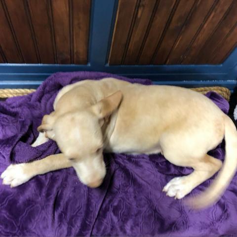 Mocha, an adoptable Yellow Labrador Retriever, Coonhound in Dallas, TX, 75201 | Photo Image 3