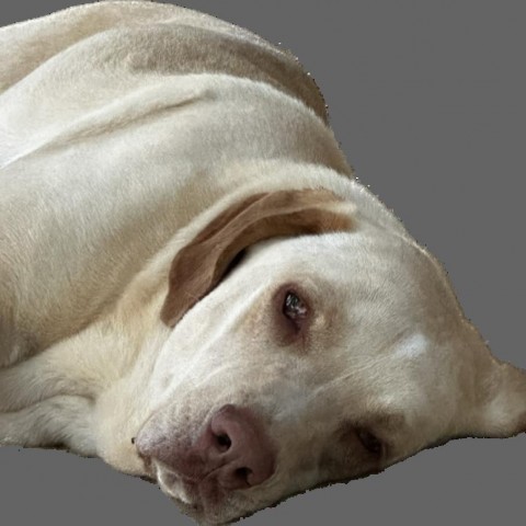 Mocha, an adoptable Yellow Labrador Retriever, Coonhound in Dallas, TX, 75201 | Photo Image 5