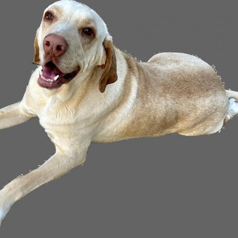 Mocha, an adoptable Yellow Labrador Retriever, Coonhound in Dallas, TX, 75201 | Photo Image 6