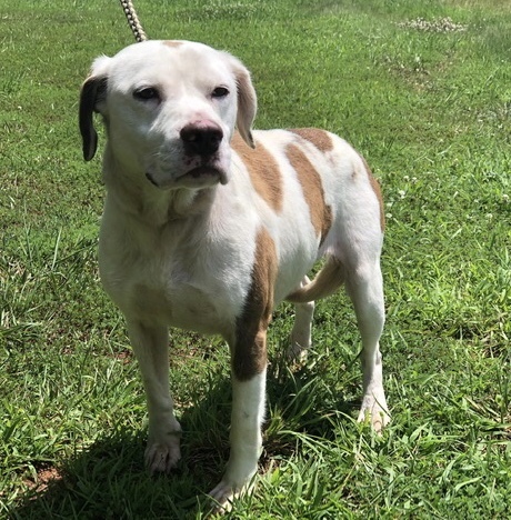 Cashew, an adoptable Pit Bull Terrier, Beagle in Richmond, VA, 23228 | Photo Image 4