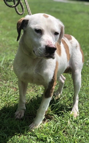 Cashew, an adoptable Pit Bull Terrier, Beagle in Richmond, VA, 23228 | Photo Image 5