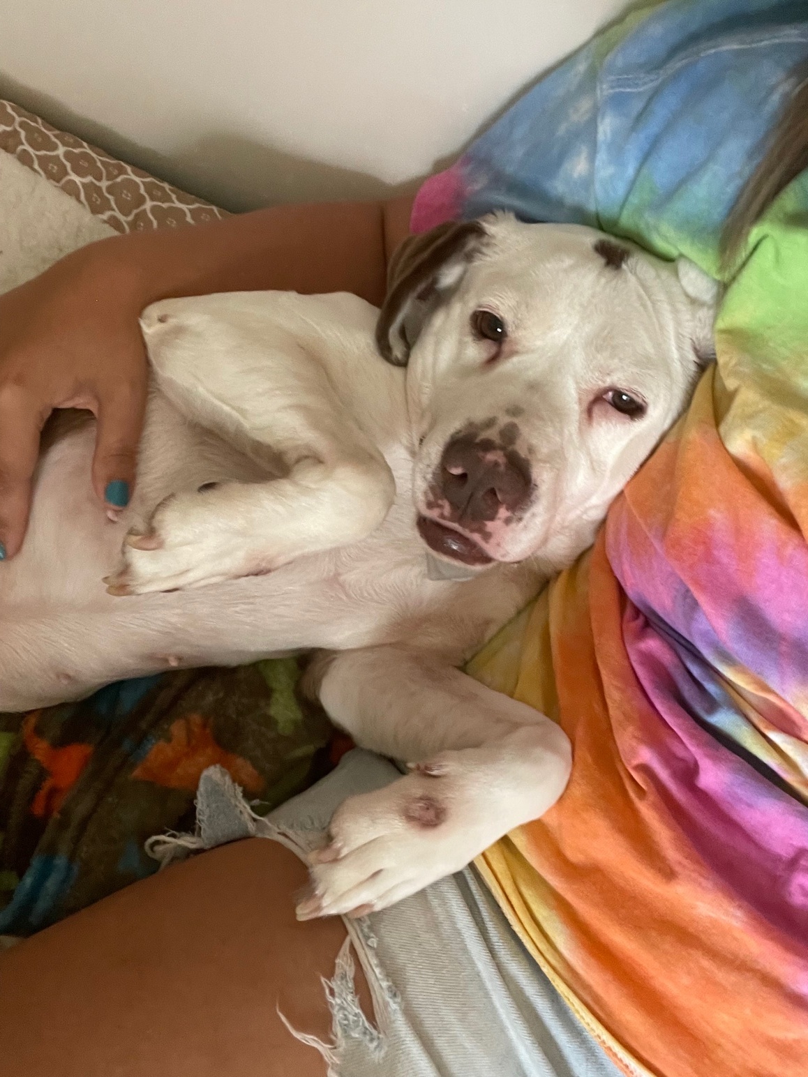 Cashew, an adoptable Pit Bull Terrier, Beagle in Richmond, VA, 23228 | Photo Image 6