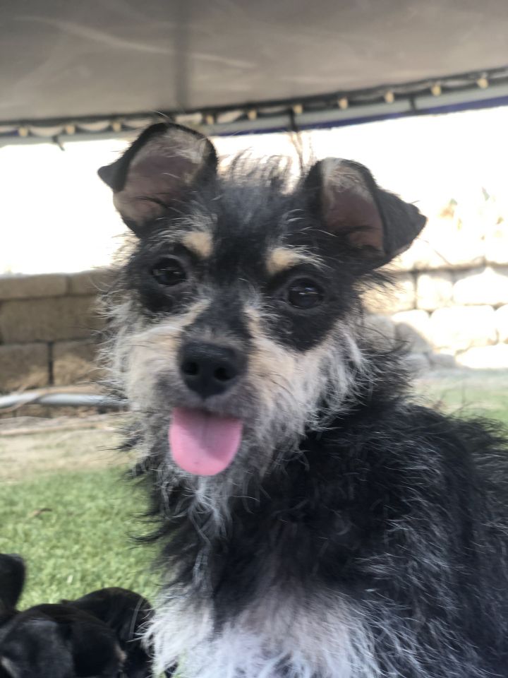 Lulu, an adopted Terrier & Miniature Pinscher Mix in San Diego, CA_image-2