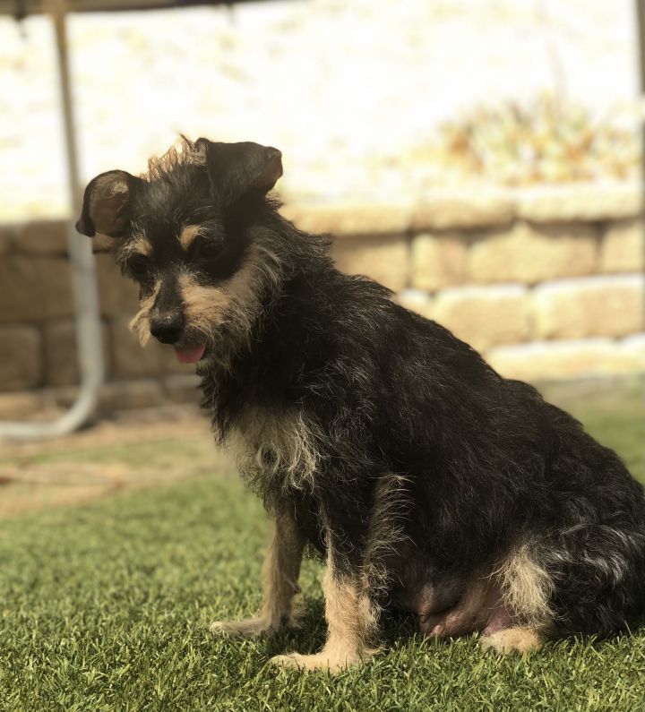 Lulu, an adopted Terrier & Miniature Pinscher Mix in San Diego, CA_image-3