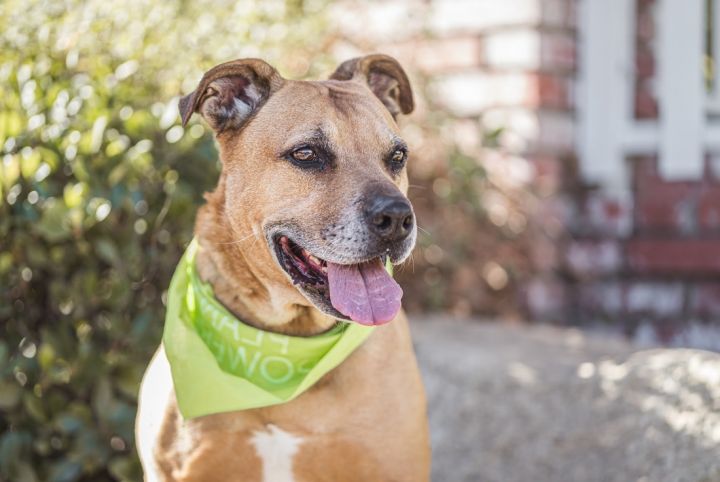 Dog for adoption Scooby a Pit Bull Terrier Labrador Retriever