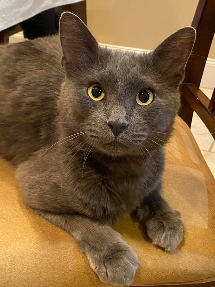 BRUNO, an adoptable Russian Blue & Domestic Long Hair Mix in Tyler, TX_image-2