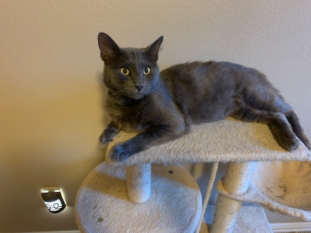 BRUNO, an adoptable Russian Blue & Domestic Long Hair Mix in Tyler, TX_image-3