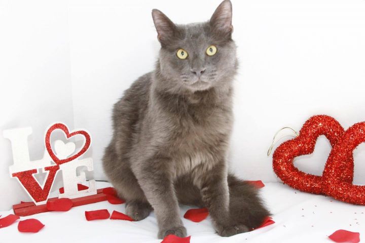 BRUNO, an adoptable Russian Blue & Domestic Long Hair Mix in Tyler, TX_image-1