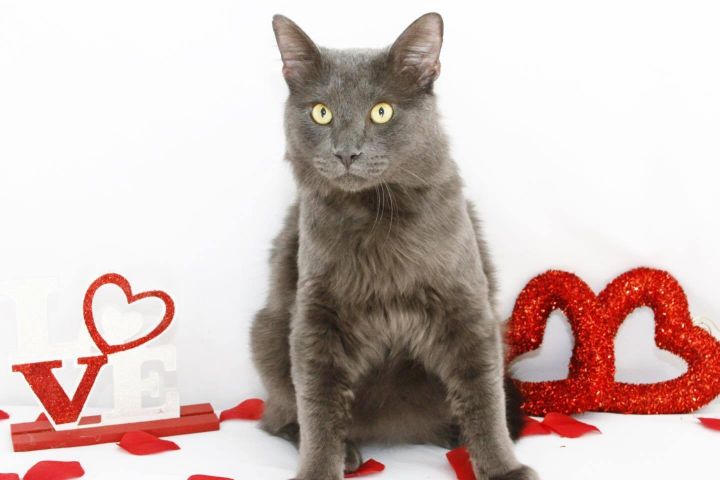 BRUNO, an adoptable Russian Blue & Domestic Long Hair Mix in Tyler, TX_image-4