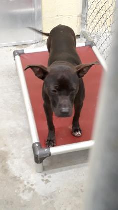 Vivi, an adoptable Terrier in North Myrtle Beach, SC, 29582 | Photo Image 3