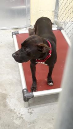 Vivi, an adoptable Terrier in North Myrtle Beach, SC, 29582 | Photo Image 4