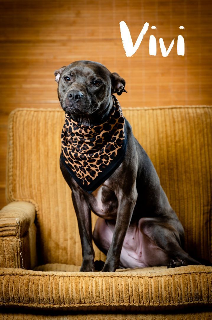 Vivi, an adoptable Terrier in North Myrtle Beach, SC, 29582 | Photo Image 5
