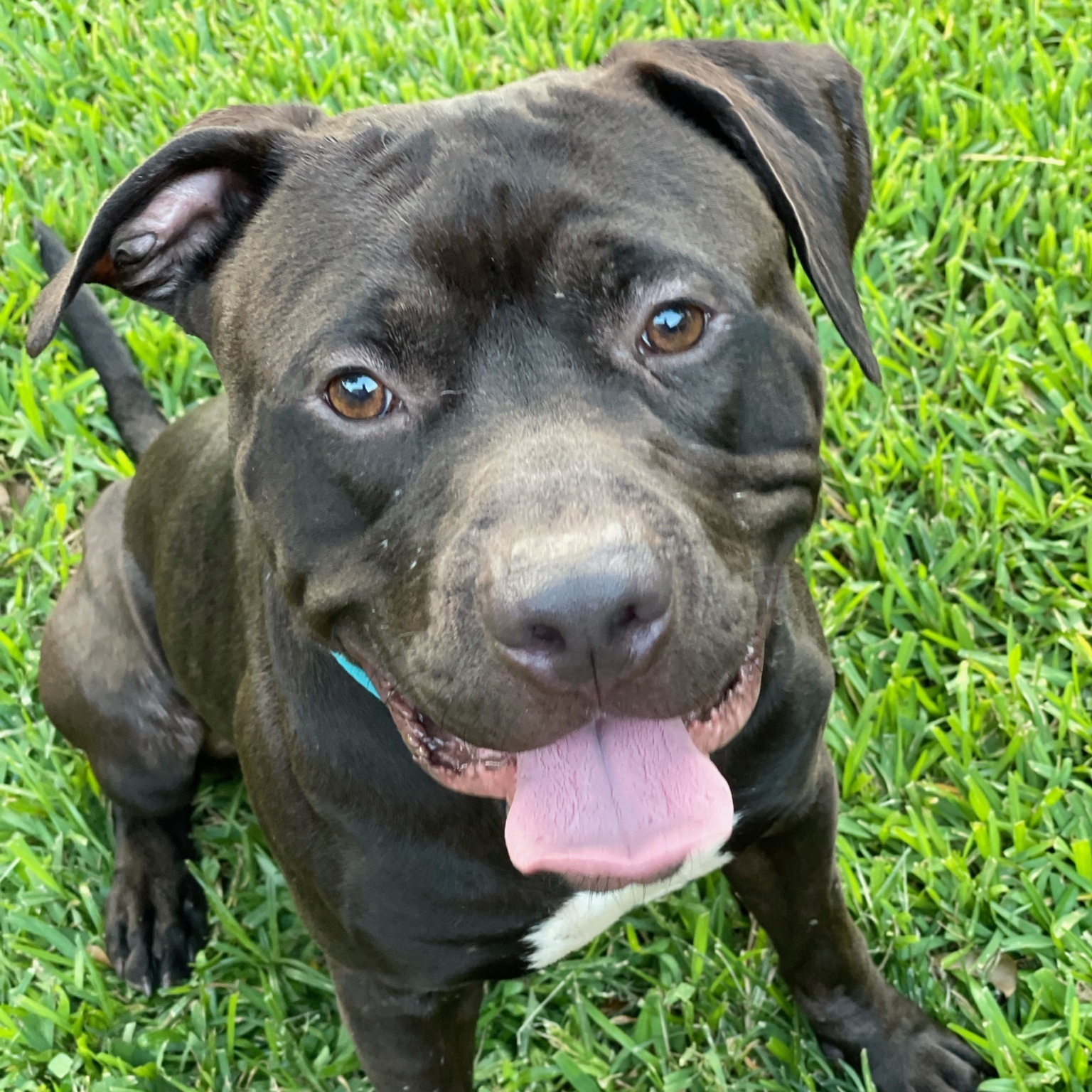 Bruno, an adoptable Pit Bull Terrier in Houston, TX, 77006 | Photo Image 1