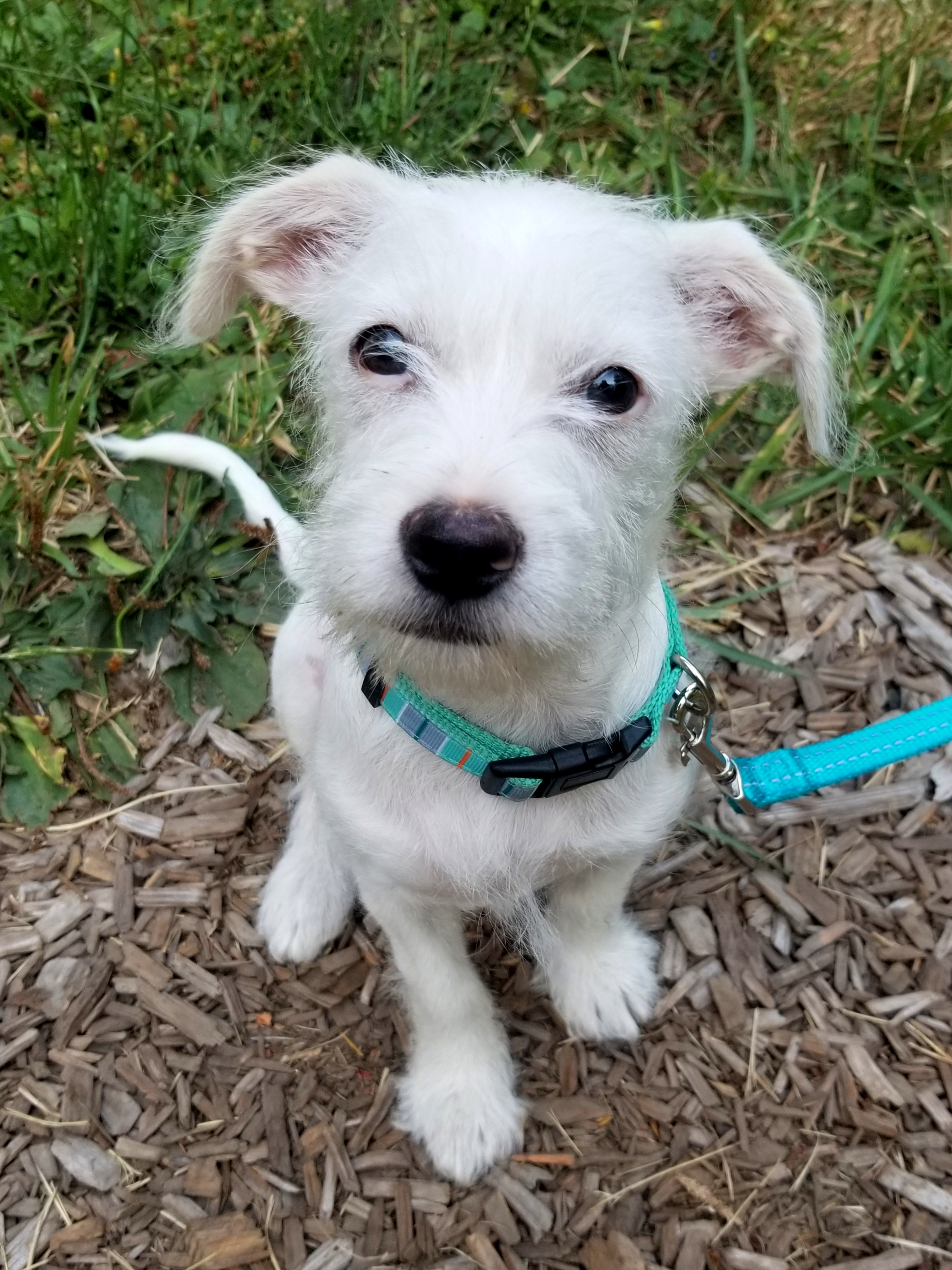 www.petfinder.com