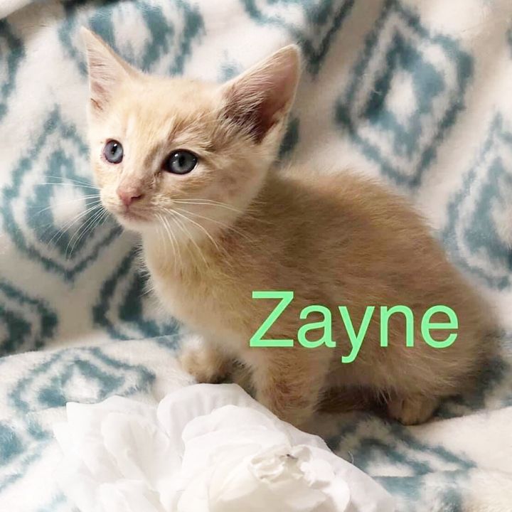 Zayne, an adopted Domestic Short Hair in Cortland, OH_image-6