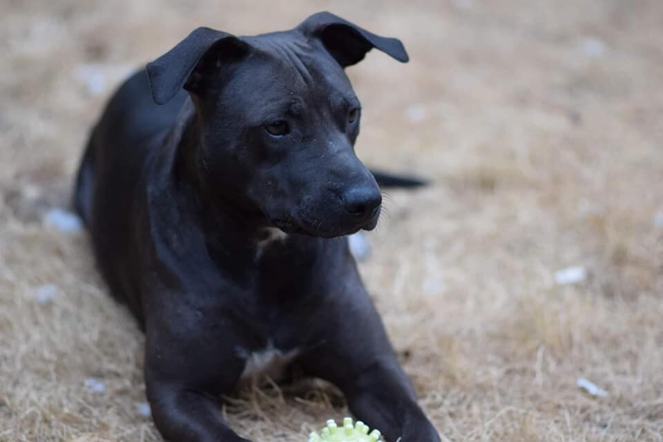 Olive, an adoptable Pit Bull Terrier in Ferndale, WA, 98248 | Photo Image 3