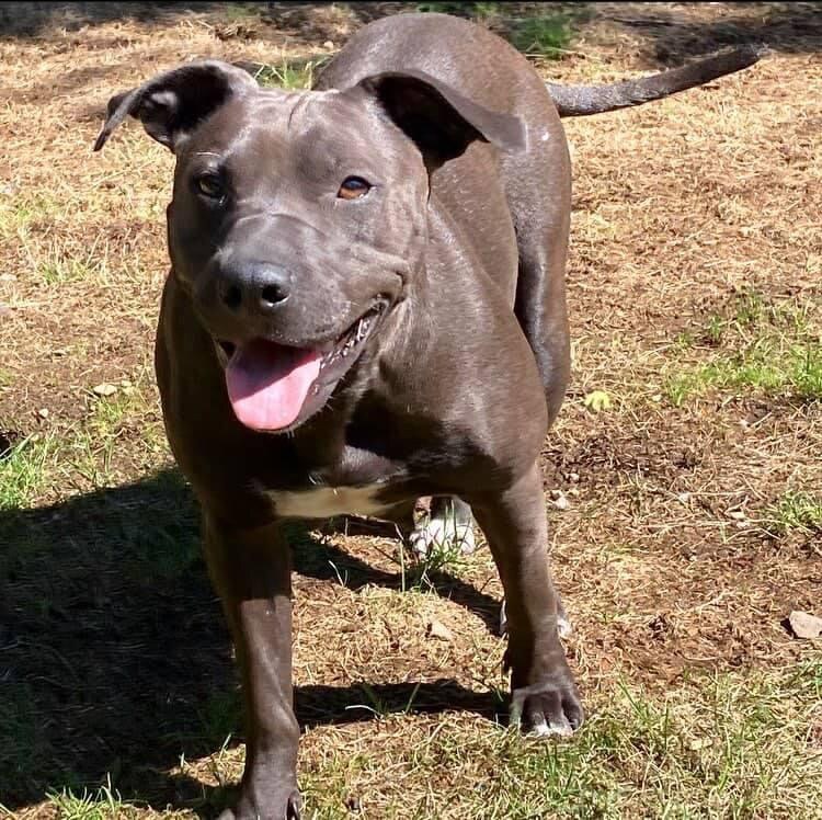 Olive, an adoptable Pit Bull Terrier in Ferndale, WA, 98248 | Photo Image 4